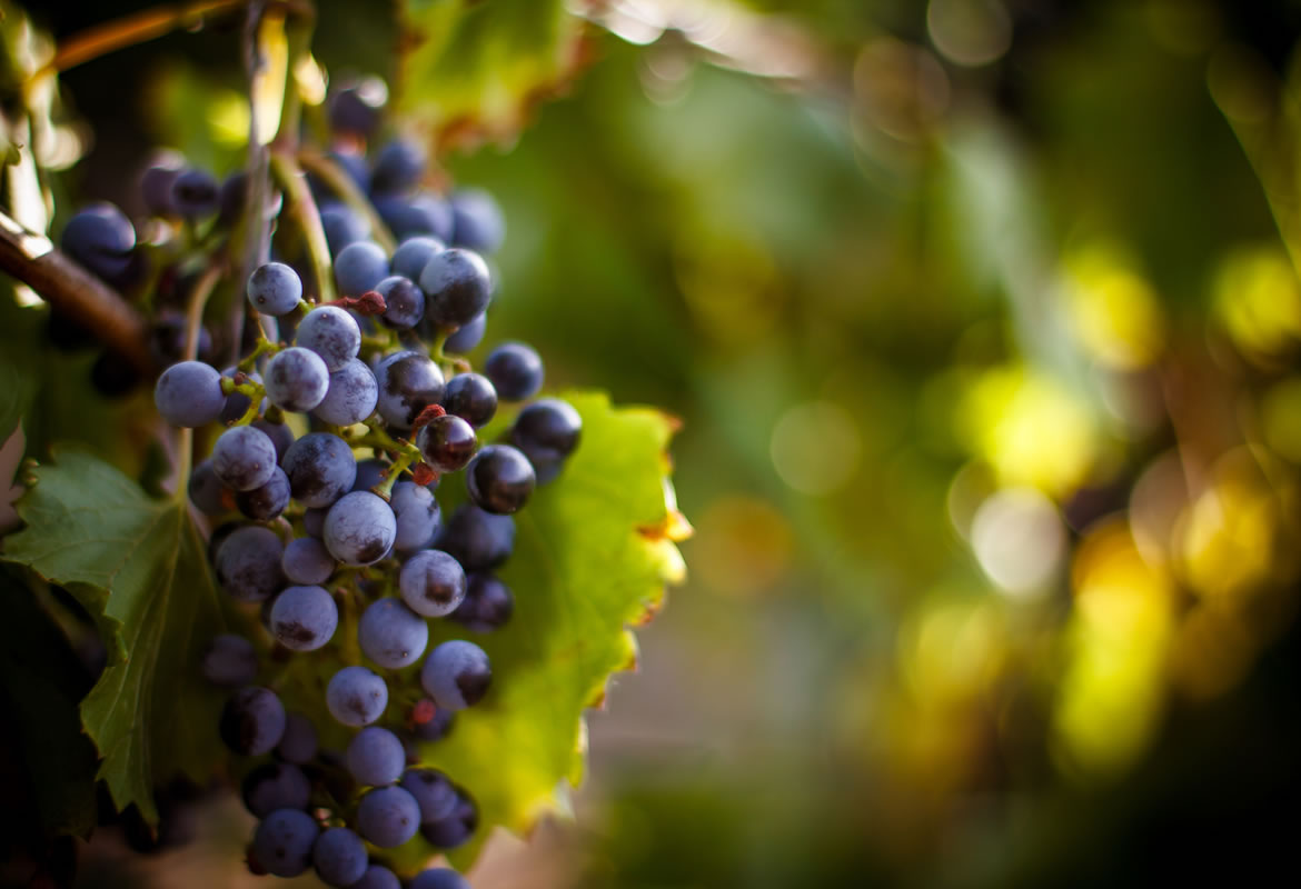 aceto balsamico di modena igp e il territorio - le uve