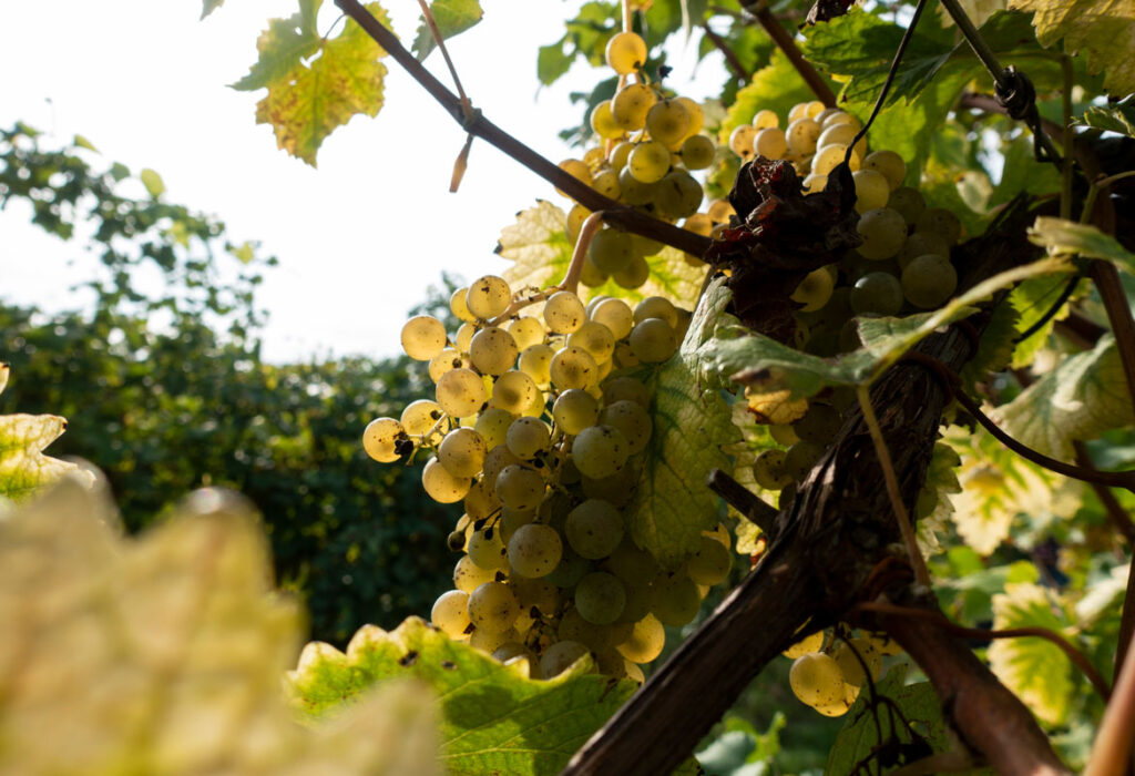 uva bianca trebbiano autoctona Modena