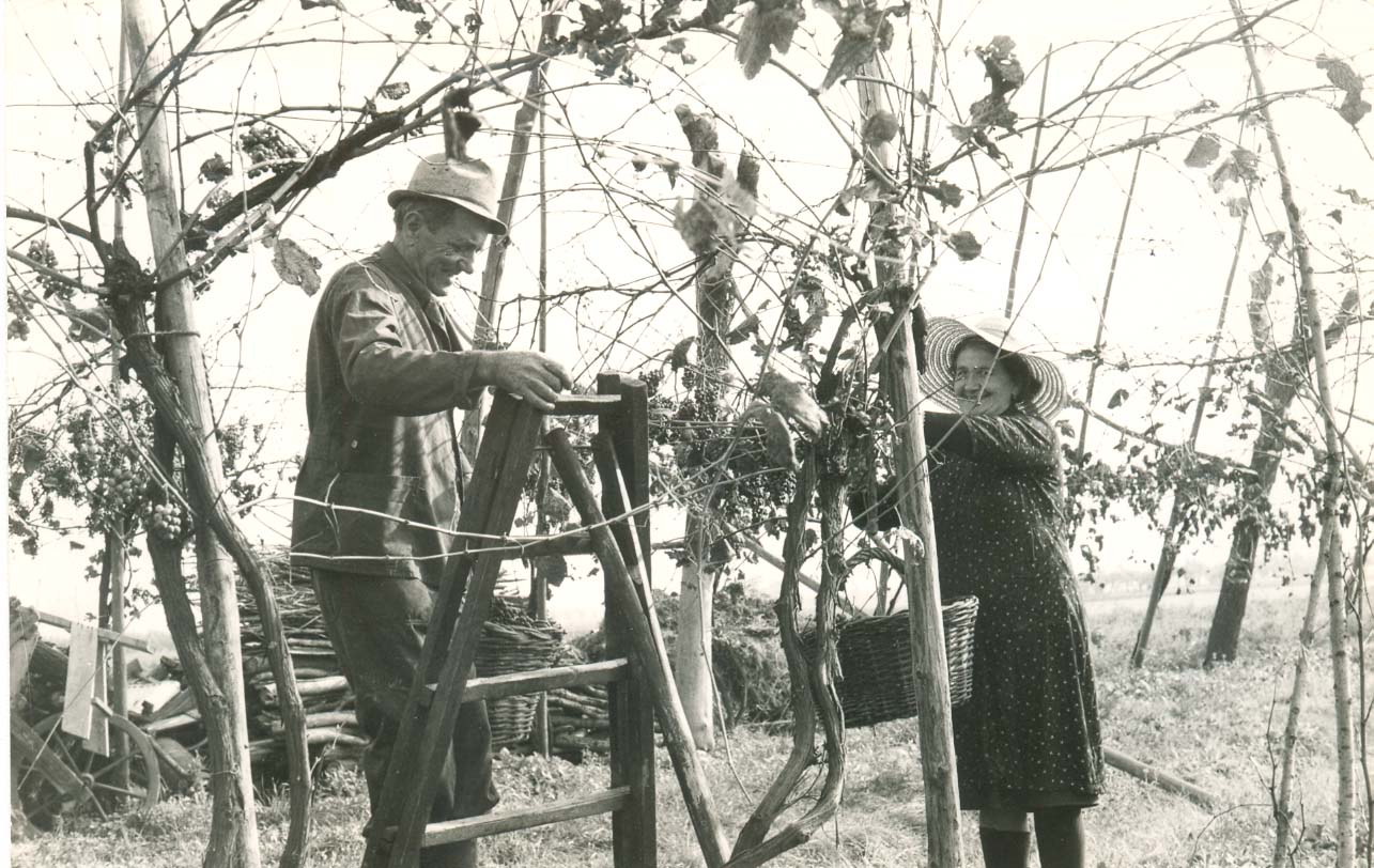 FamigliaMarchi lavora alla vigna di famiglia